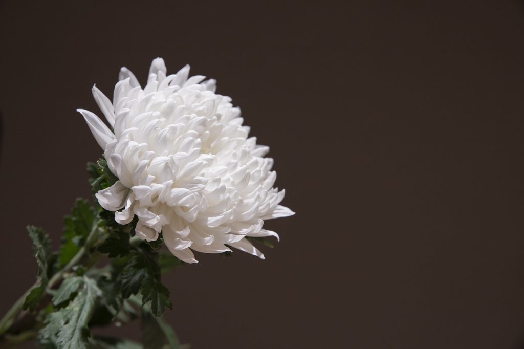 chrysanthemum, white chrysanthemum, wreath-5253659.jpg